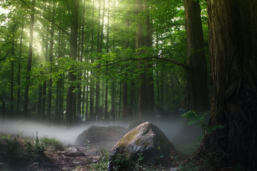 foreste-casentinesi-toscana